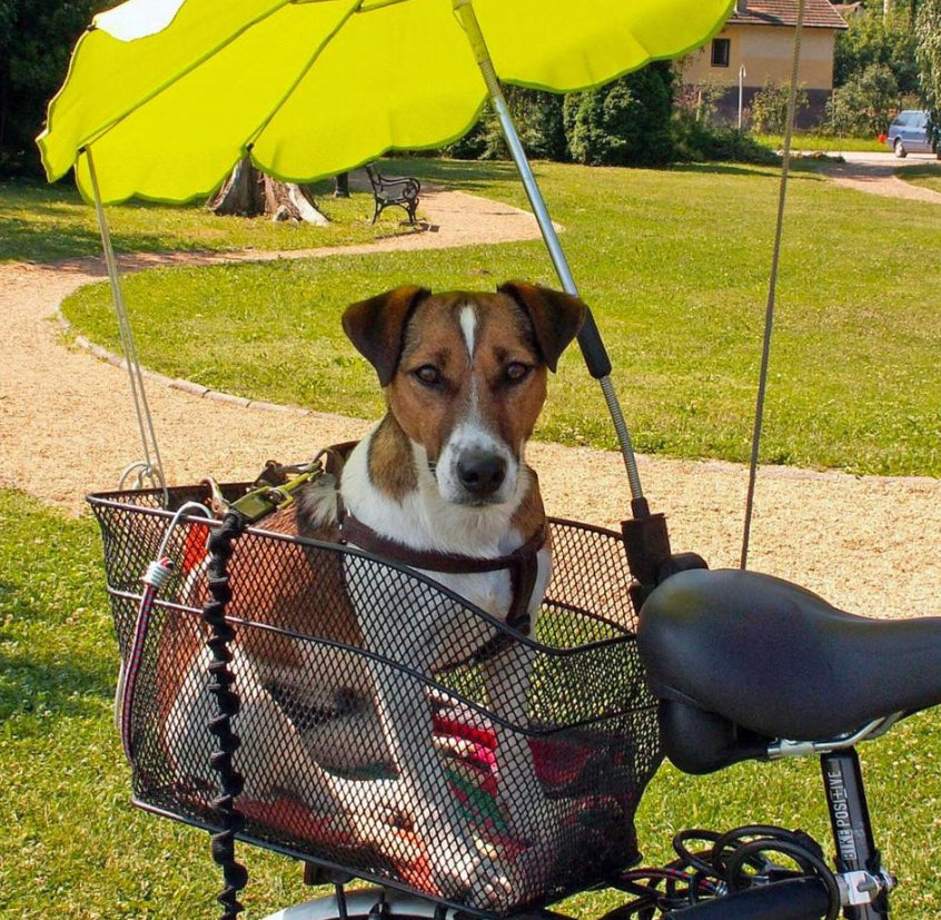 Vintage Konica Minolta DiMAGE Z3