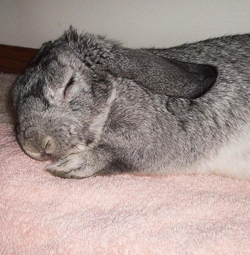 Olympus Camedia D-395