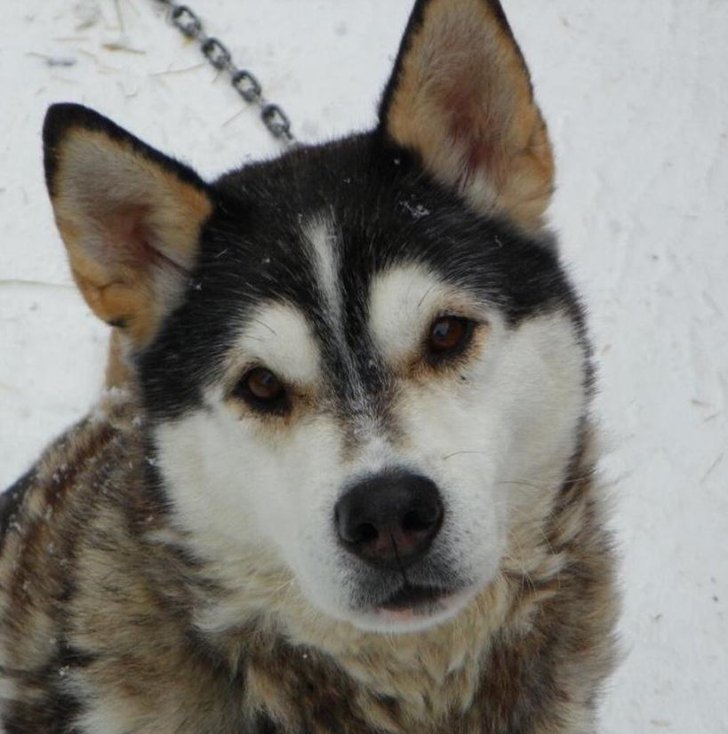 Kodak EasyShare Z981