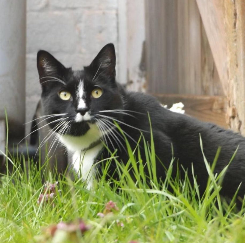 Fujifilm FinePix S8630