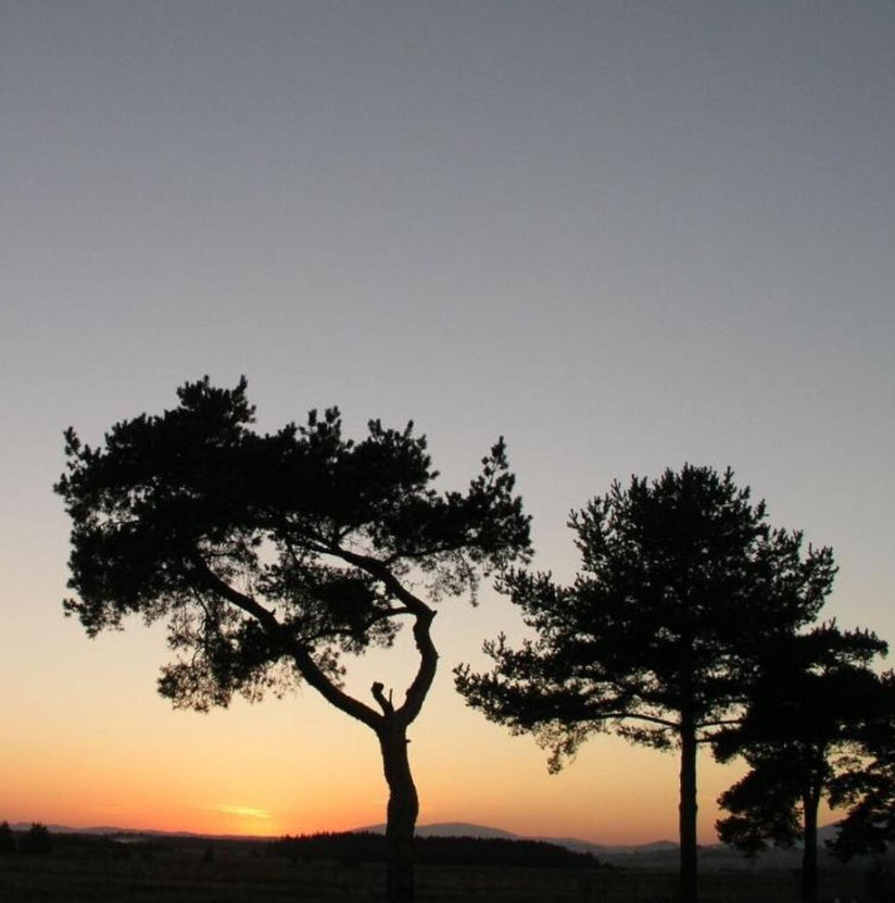 Olympus Camedia C-5050 Zoom