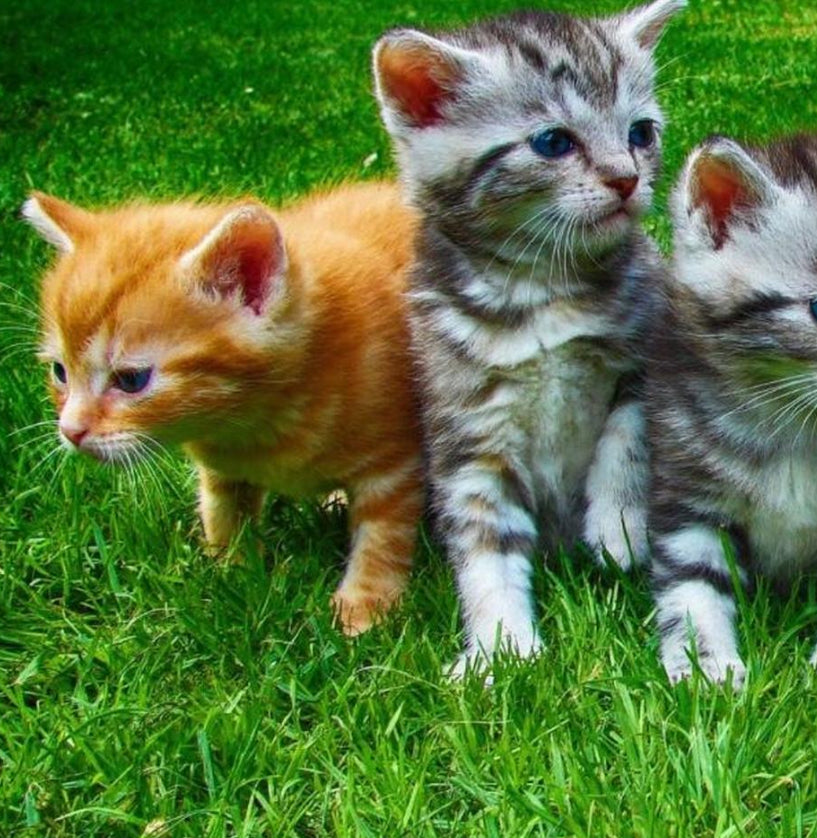 Sony Cyber-Shot DSC-H2