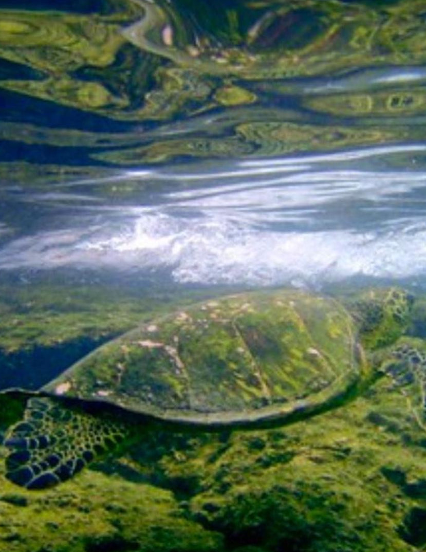 Olympus Stylus 850 SW