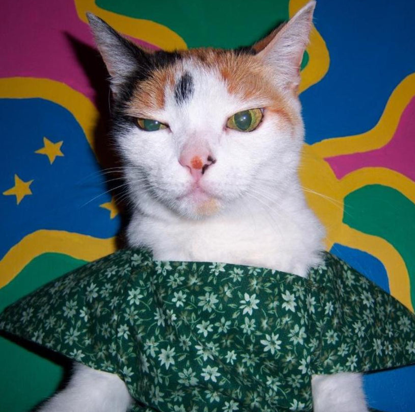 Kodak EasyShare V803