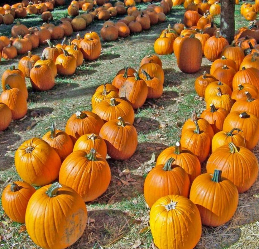 Kodak EasyShare Z612