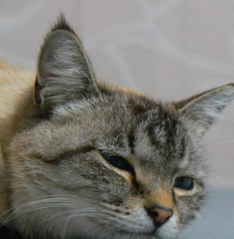 Panasonic Lumix DMC-FZ7