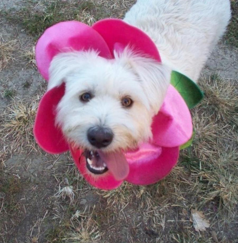 Kodak EasyShare Z1285