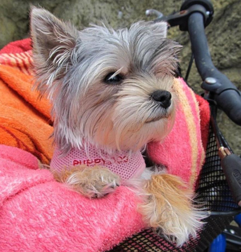 Canon Powershot SX130