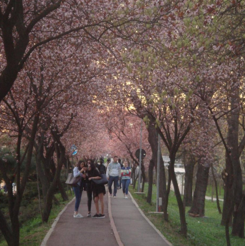 Sony Cyber-Shot DSC-T50