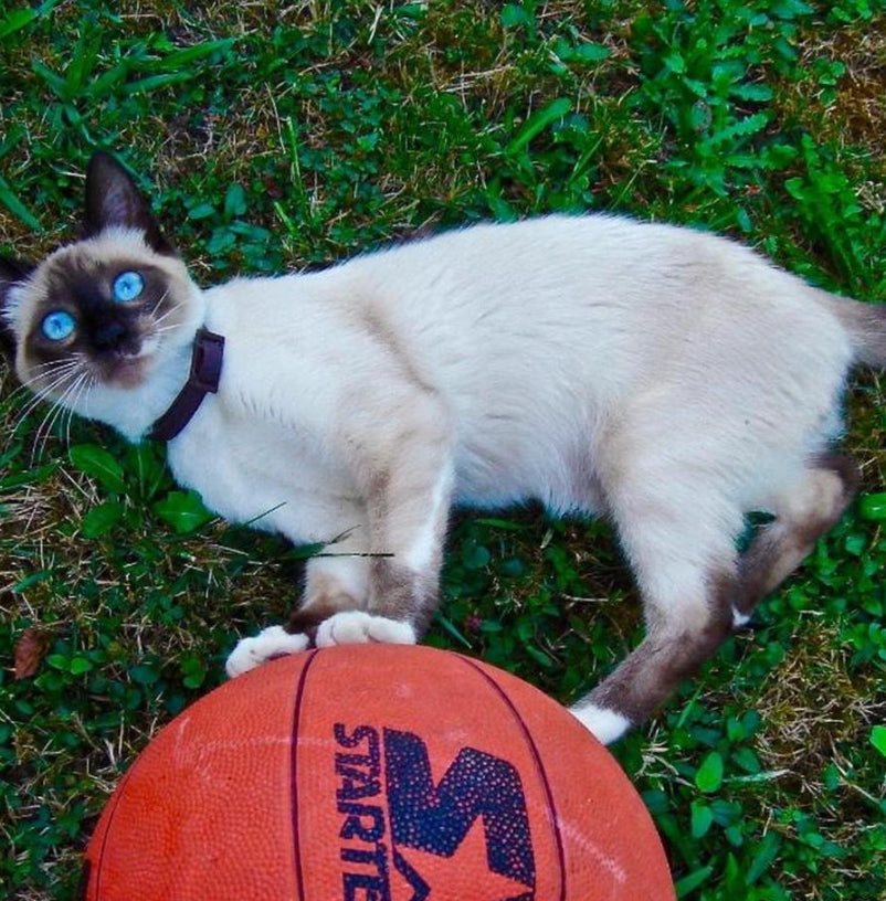 Sony Cyber-Shot DSC-T7